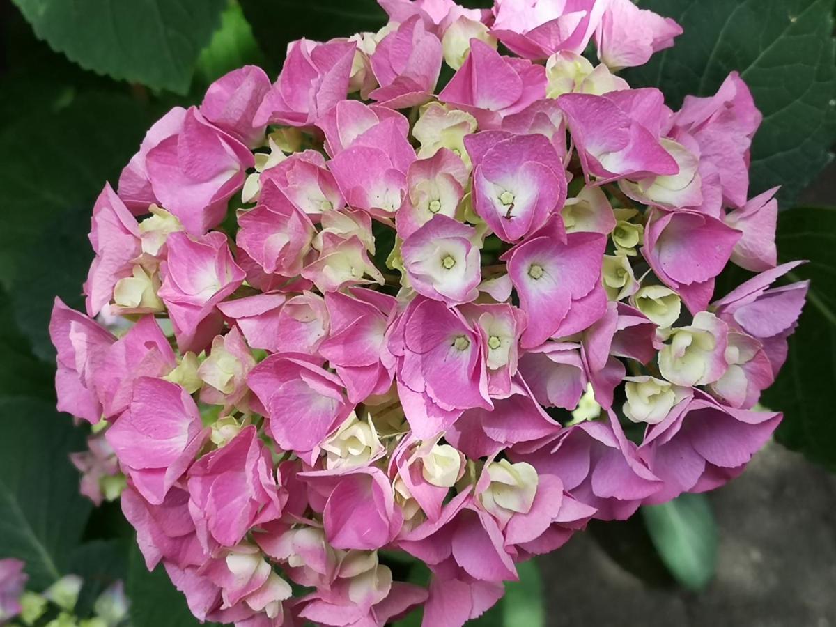 May-Apartment Koeln Zentrale Ferienwohnung מראה חיצוני תמונה